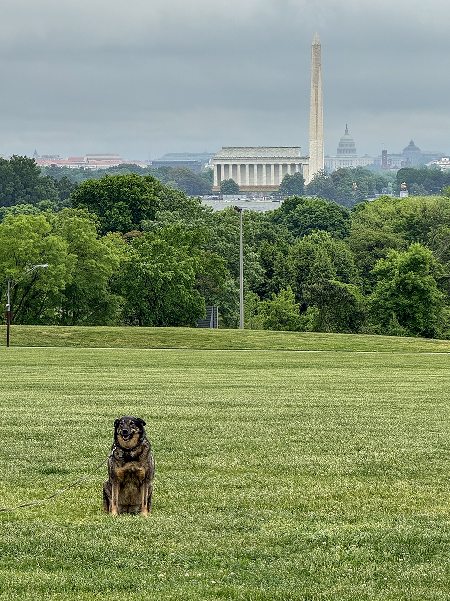 Iconic Washington, and Queenie