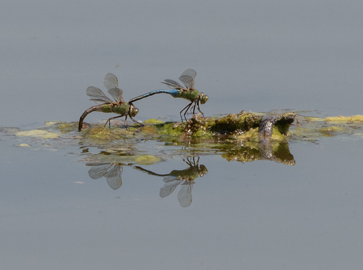 Dragonflies on the lake