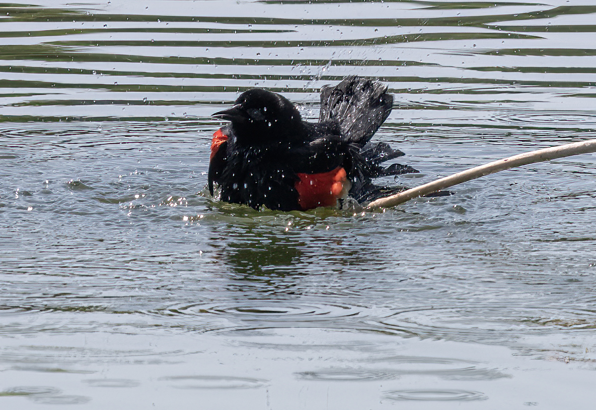 Splish splash