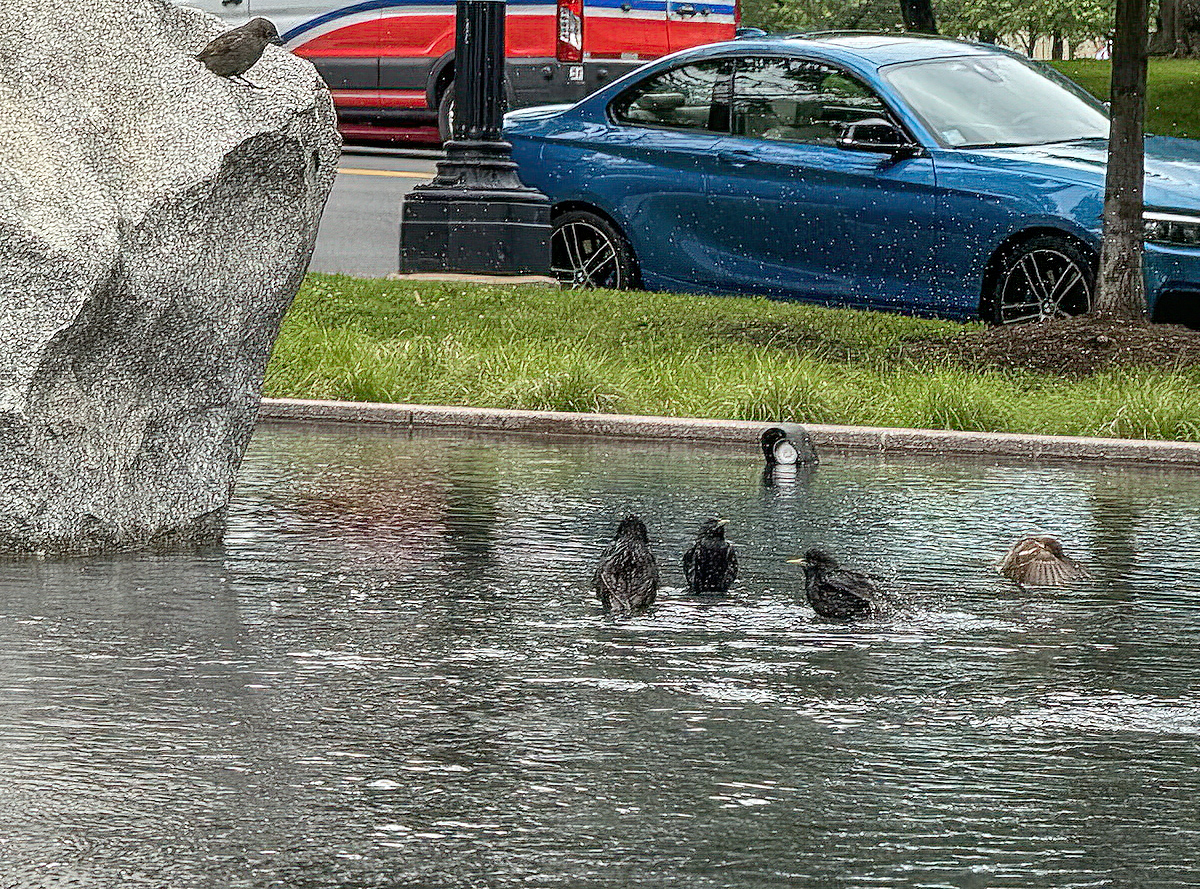 Bird bath at the memorial