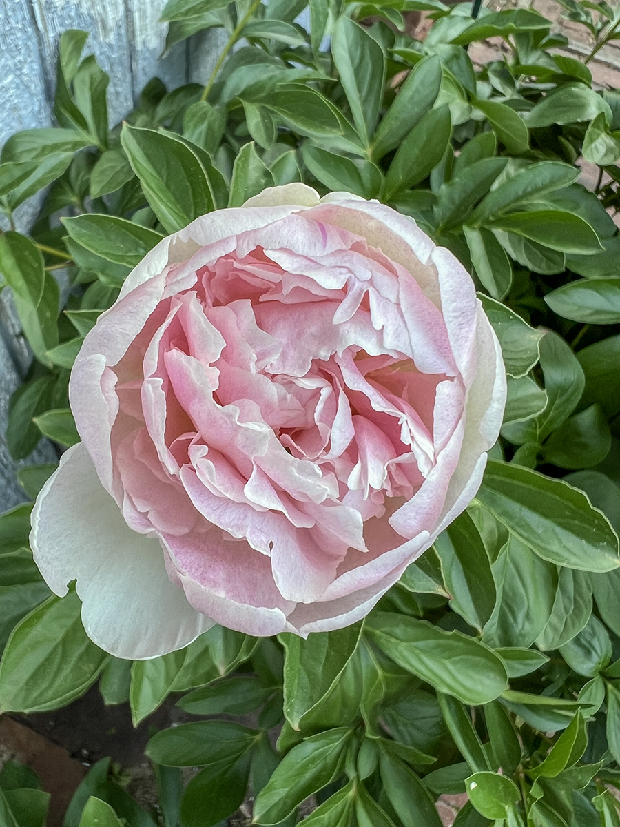 Peony revival