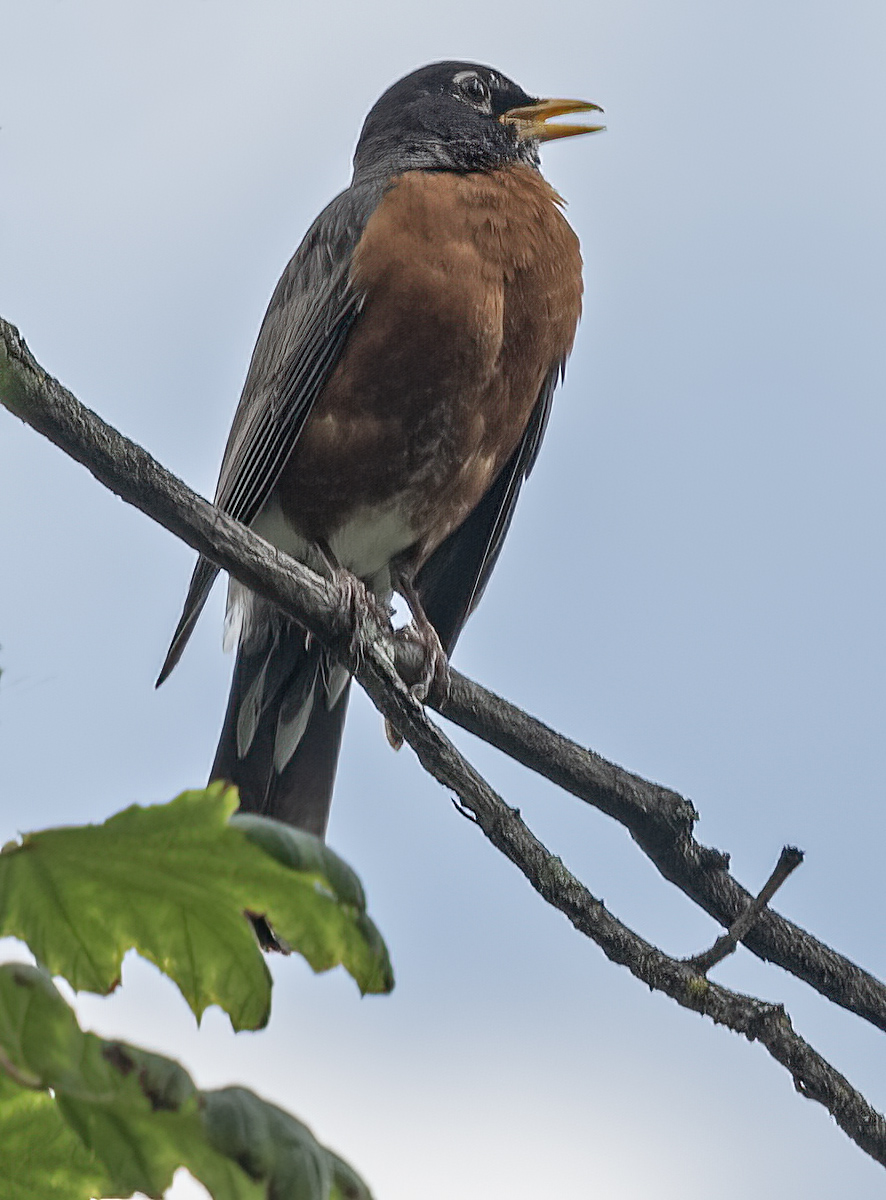Singing robin