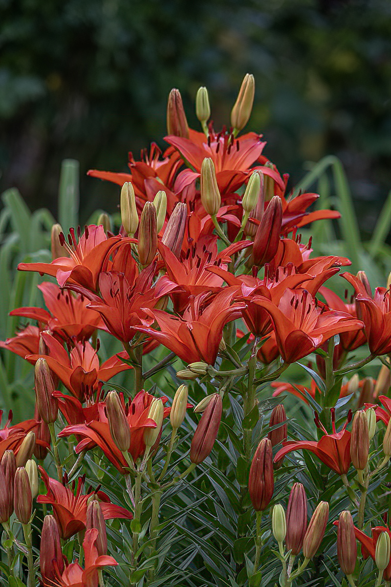 Monastery lilies