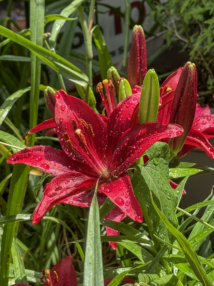 Its lily time again
