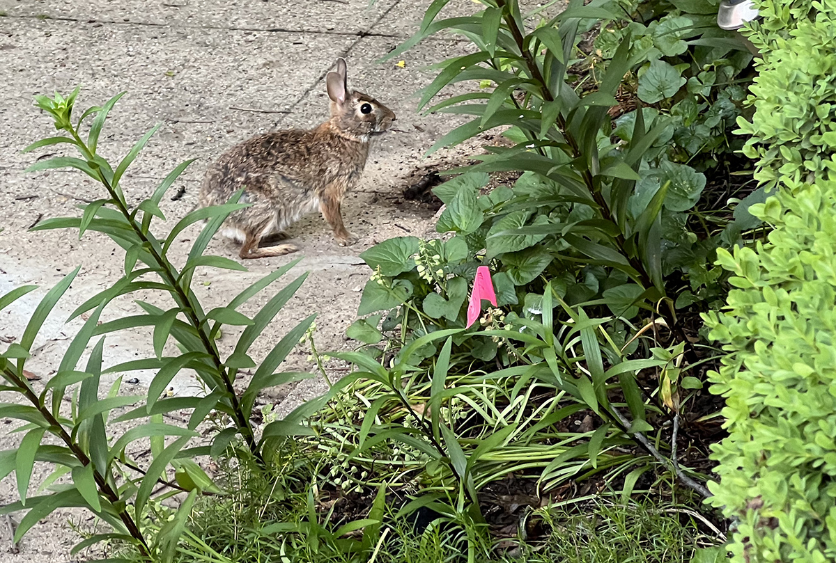 12th Street NE resident