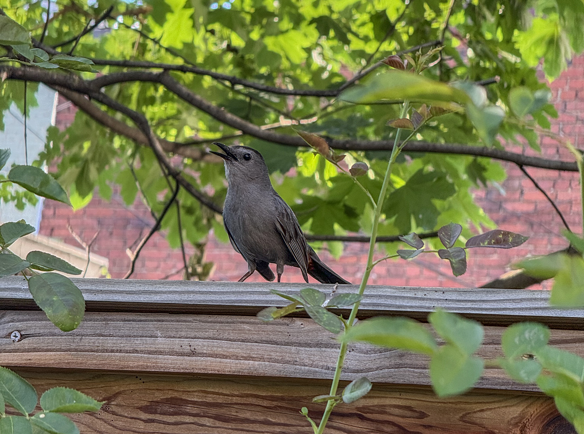 Catbird on a shady wooden fence
