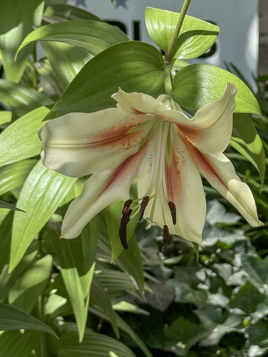 Neighboring lily
