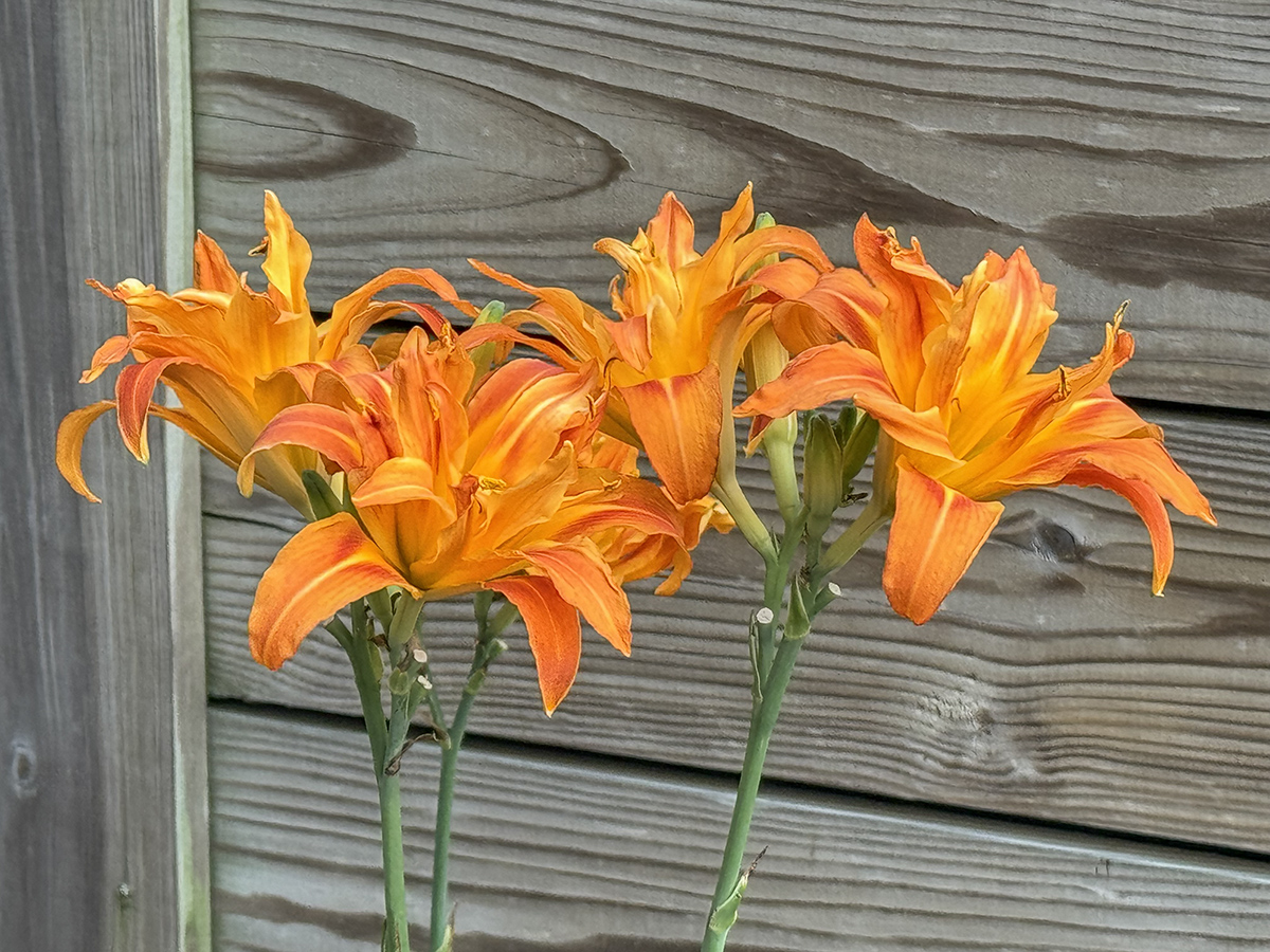 Daylily bouquet