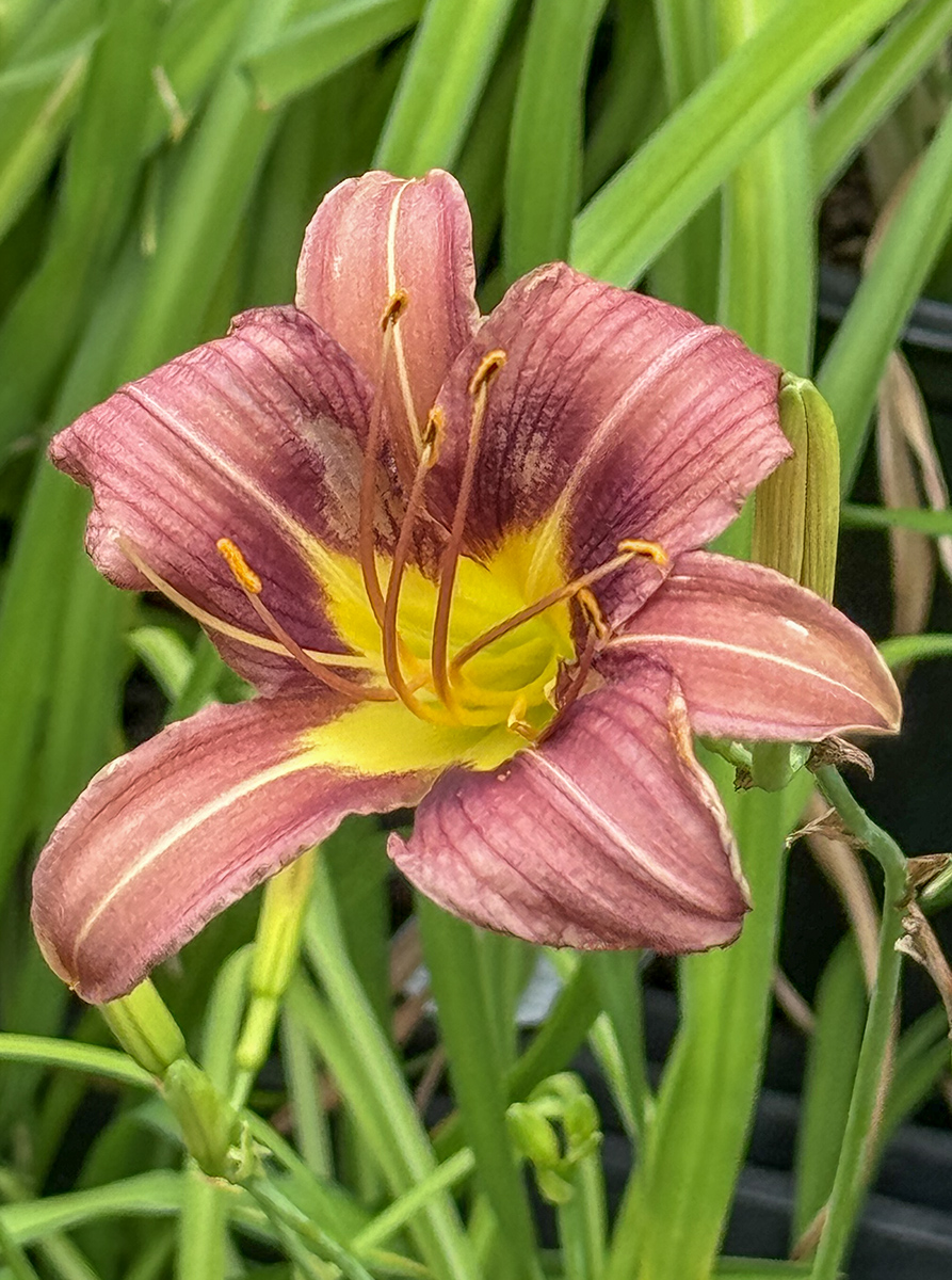 Community garden daylily