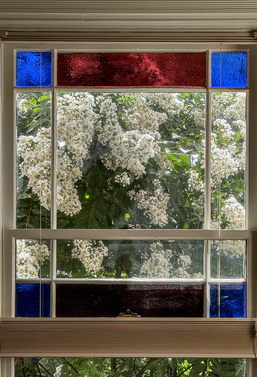 Crape myrtle gone crazy