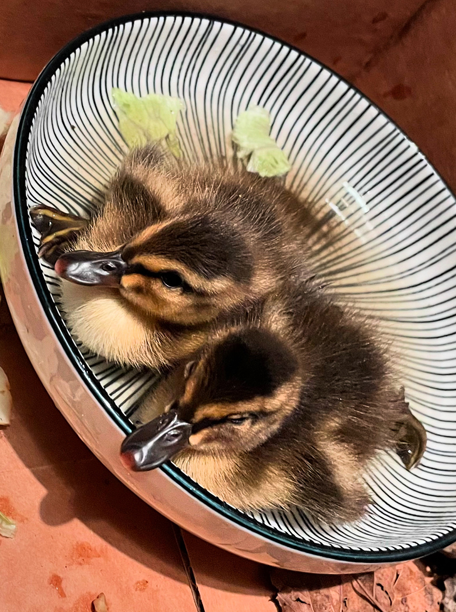 2 orphaned ducklings on our block
