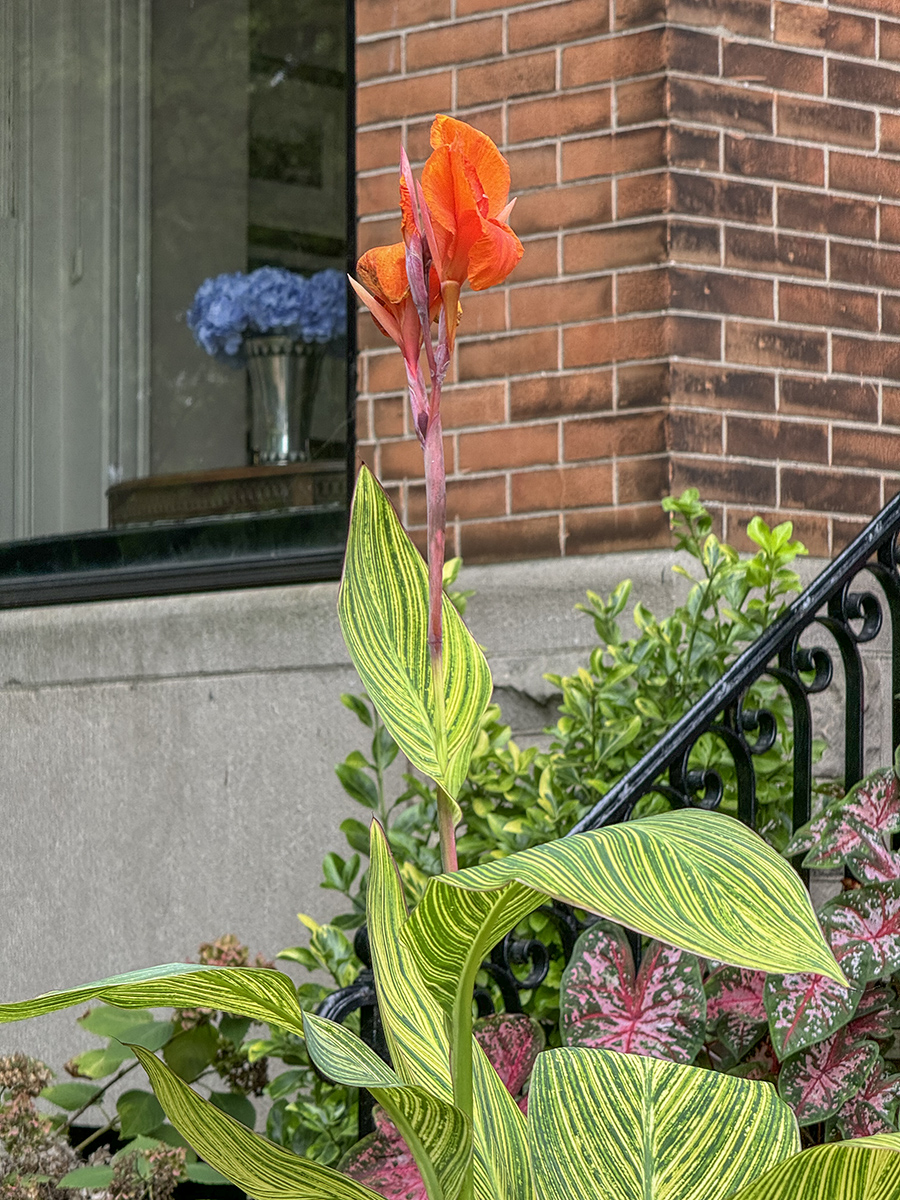 Last flowers of summer
