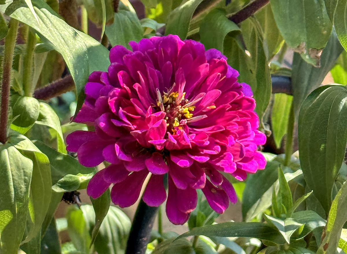Caf flower