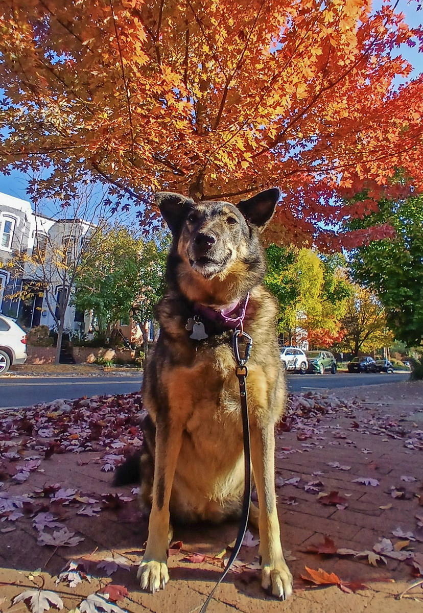 Queenie in fall