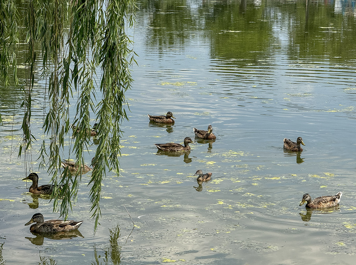 Just another day at Constitution Gardens
