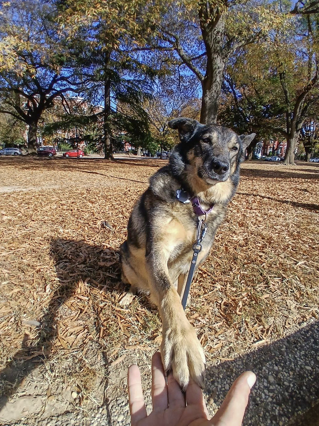 Extending the paw of friendship