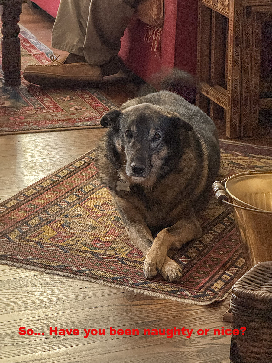 Queenie filling in for Santa Claus