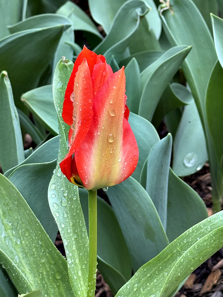 First tulip