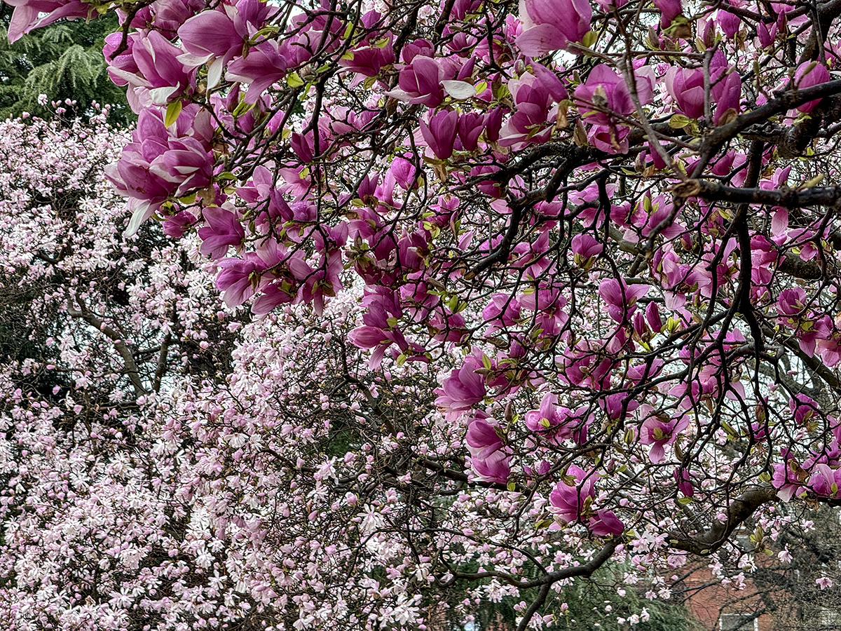 Spring in the park