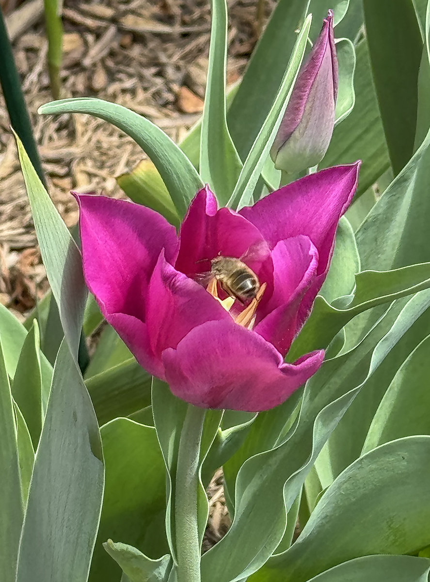 Tulip and surprise visitor