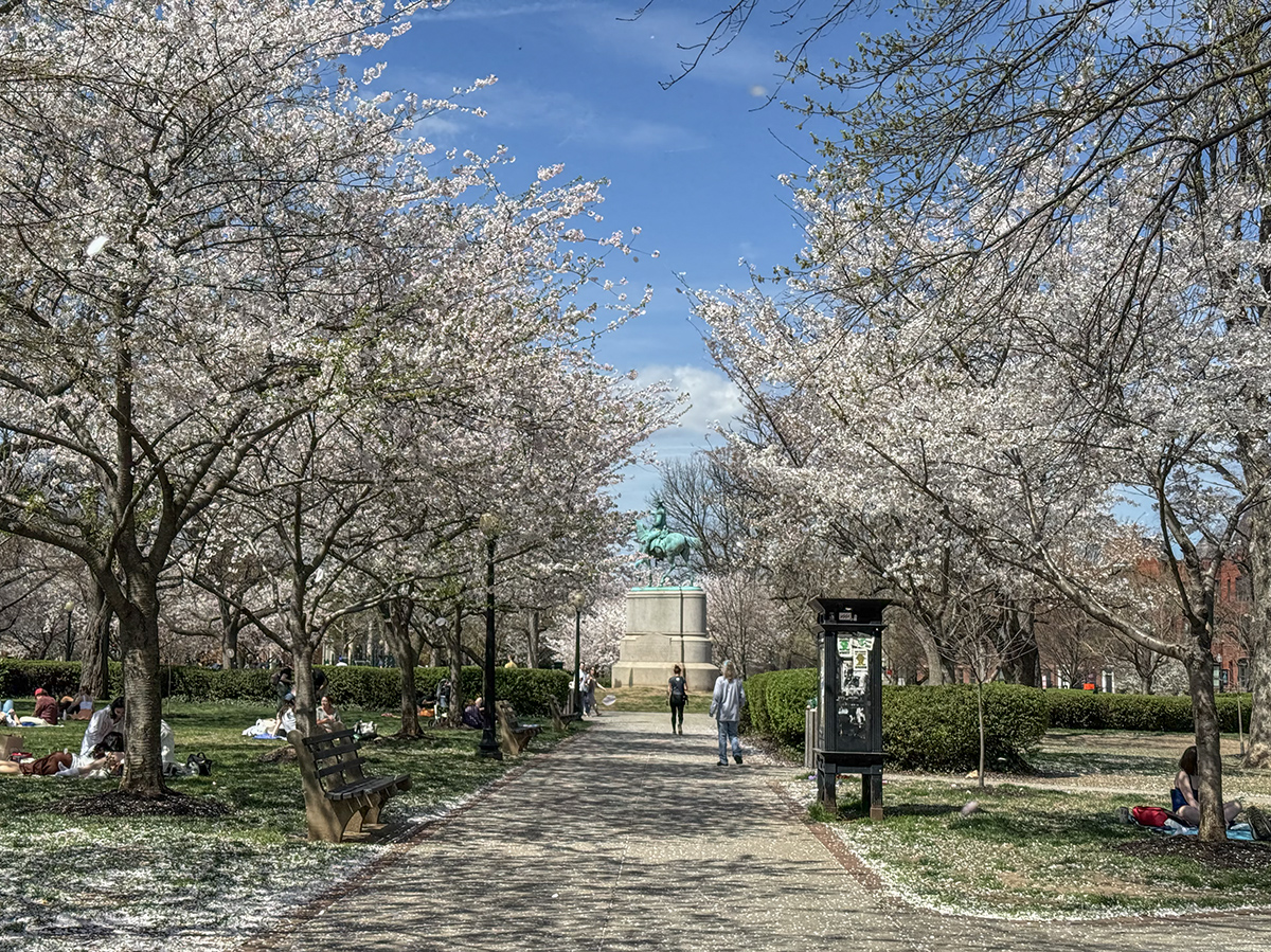 Cherry blossoms at Stanton Park