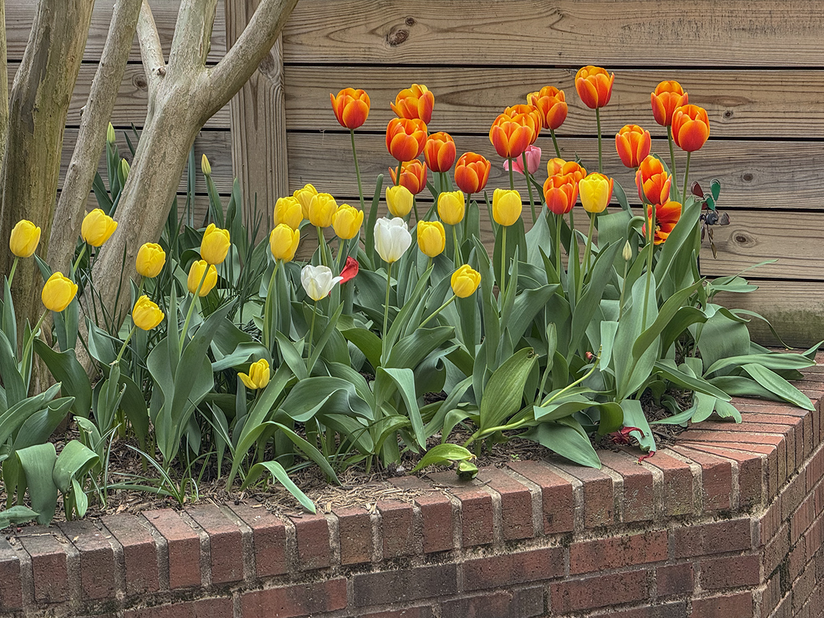 Tulip bonanza