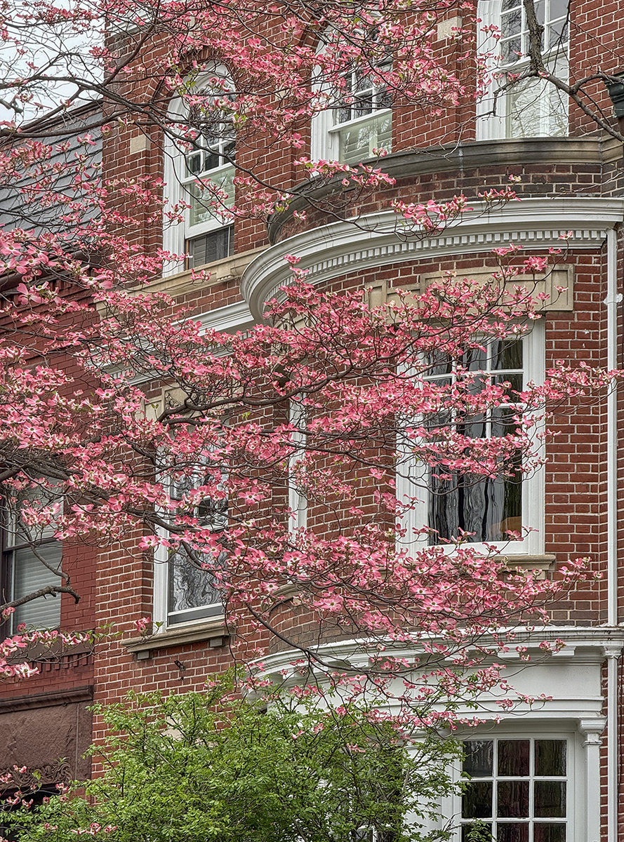 Dogwood time