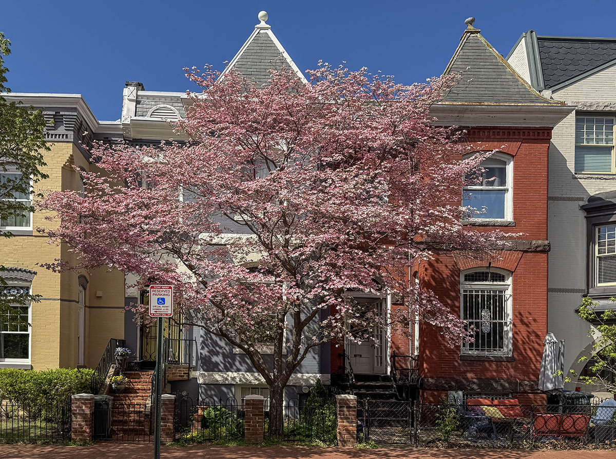 The grace of the dogwood