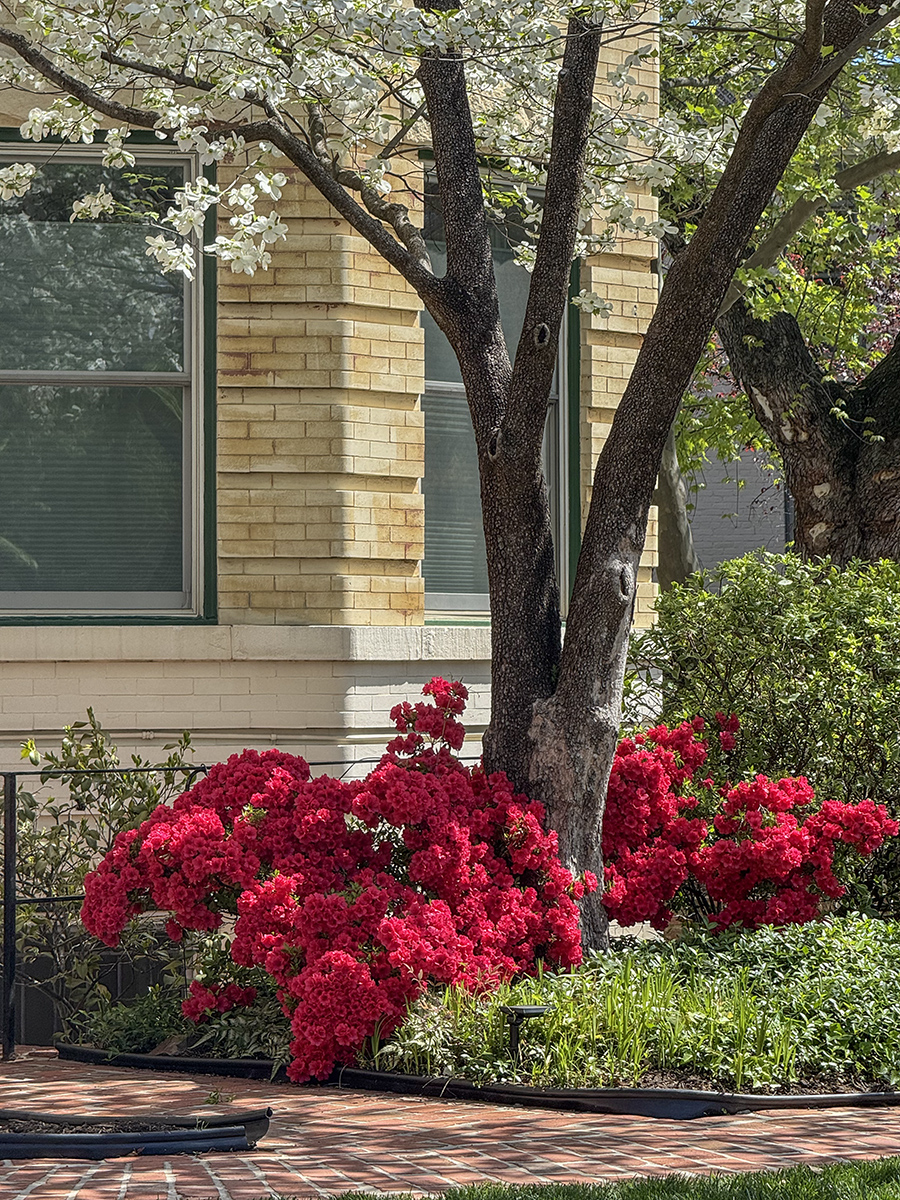 Neighborhood azaleas