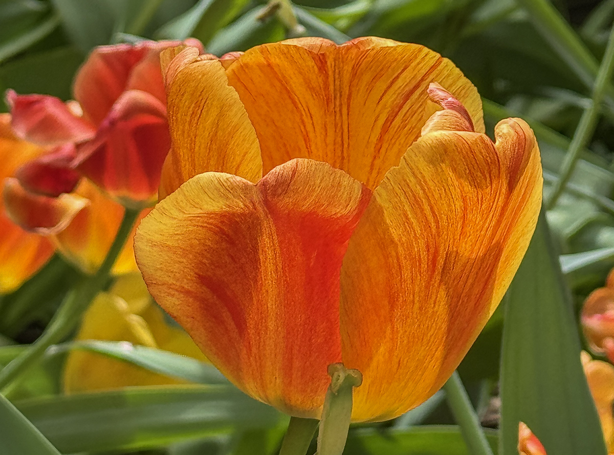 Last tulip standing