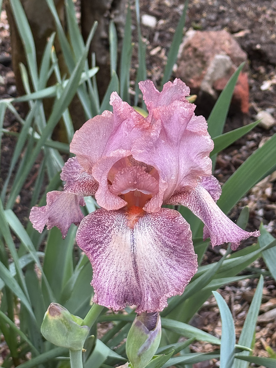 Now its iris time