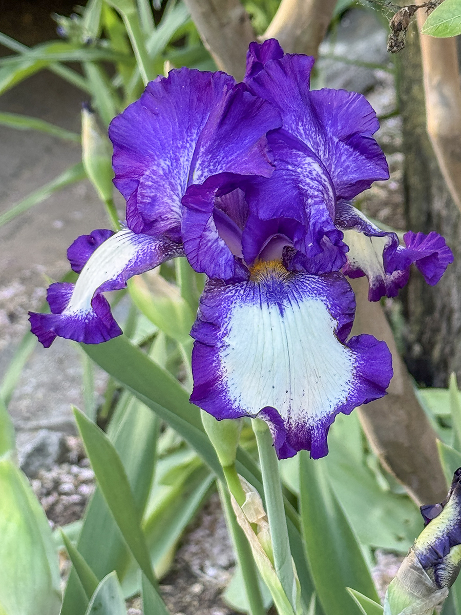 Heart of the iris