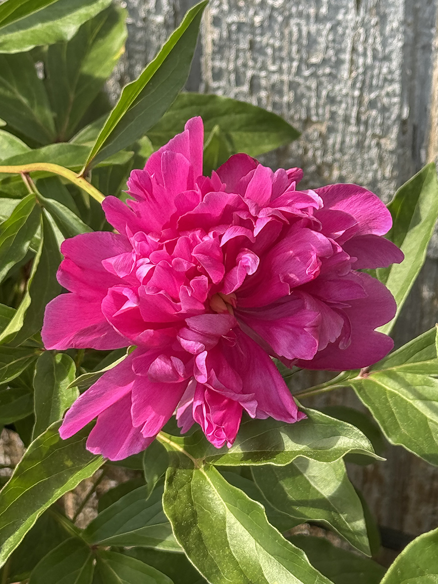 Lone bloom