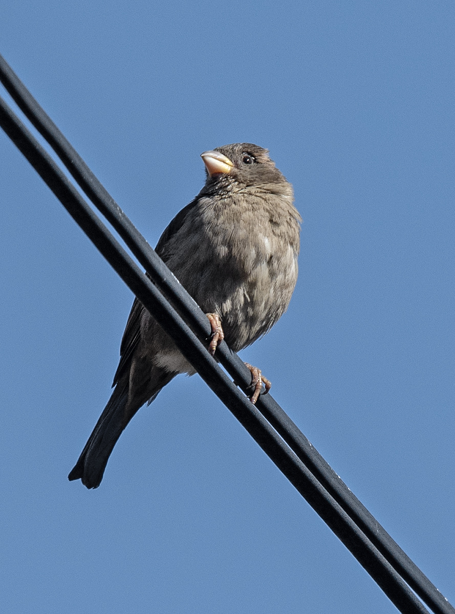 Sparrow enjoying the view from a cable