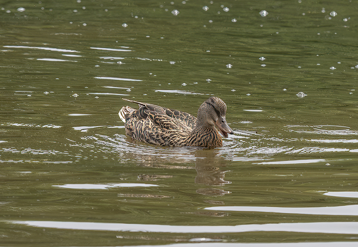 The happy mallard