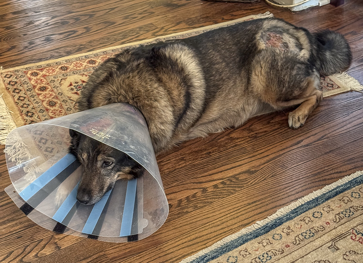Not a happy camper