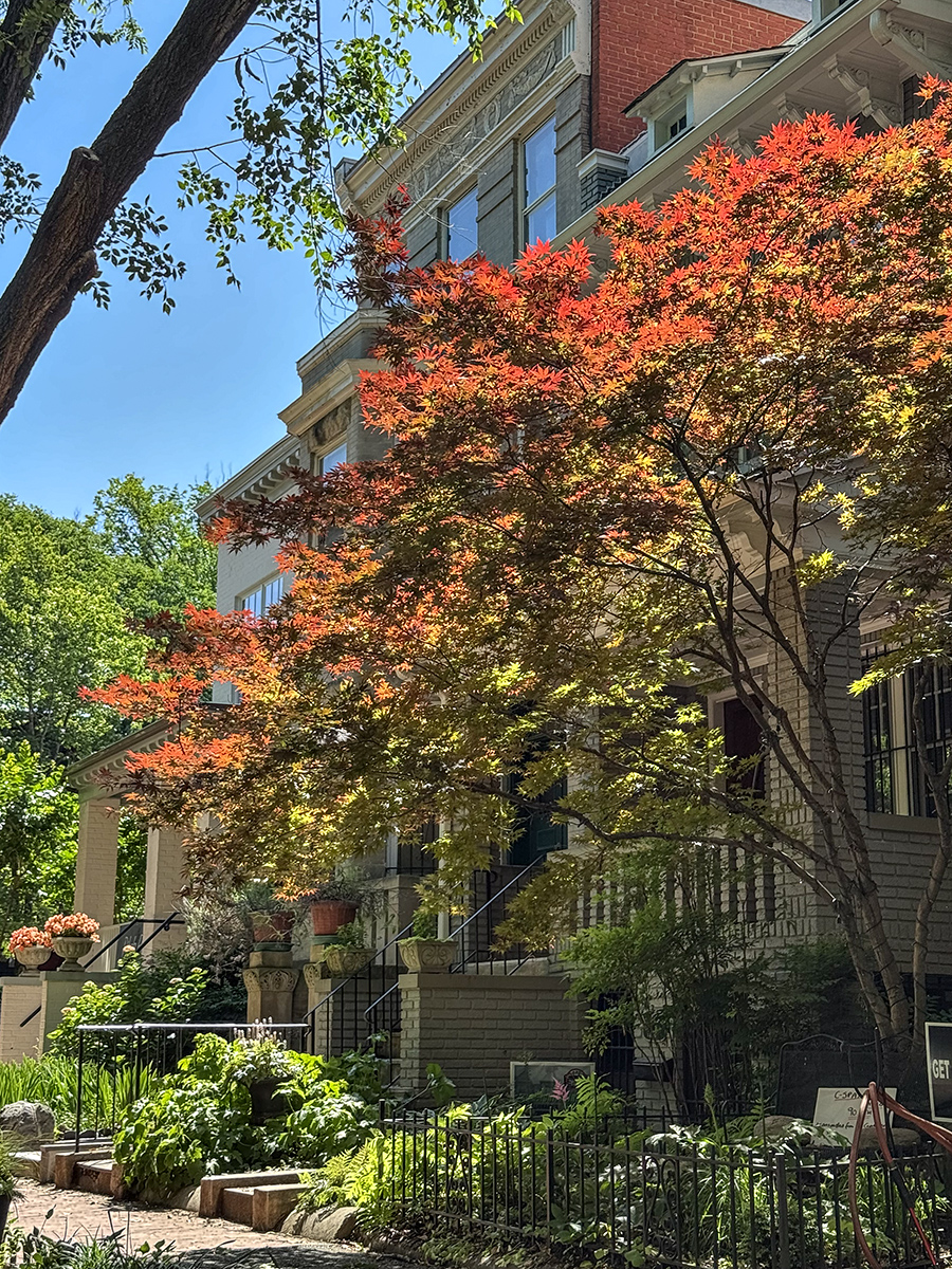 Spring color on Capitol Hill