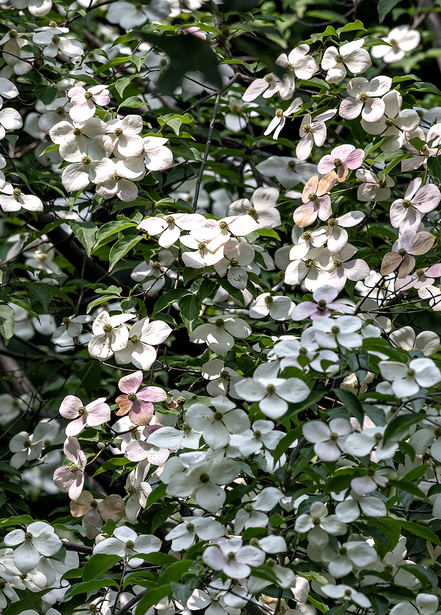 Pink or white dogwood?