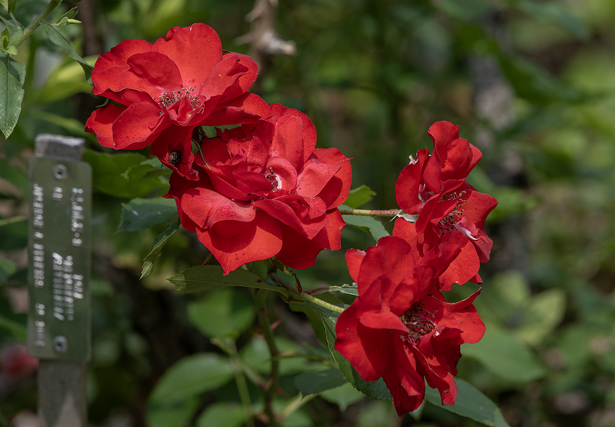 No azaleas, but plenty of roses