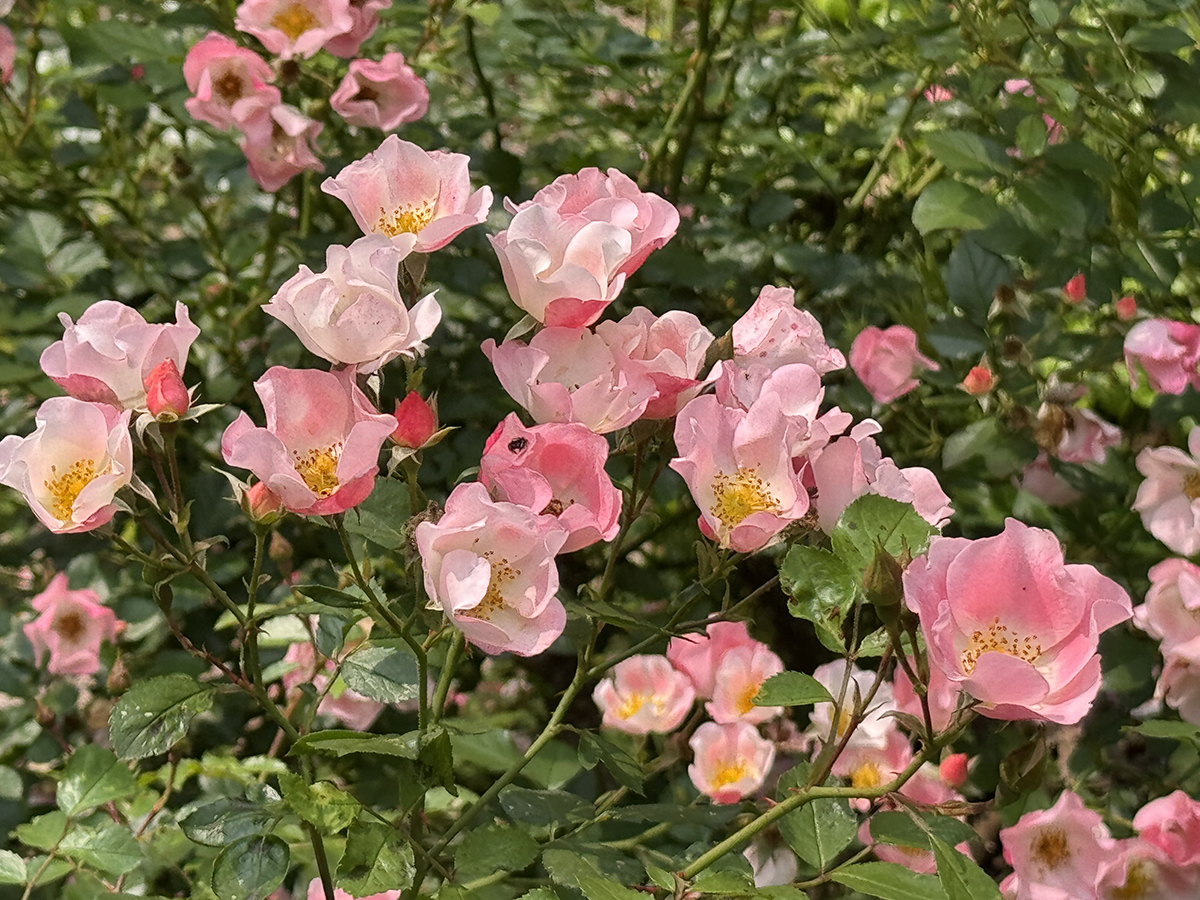 Roses galore