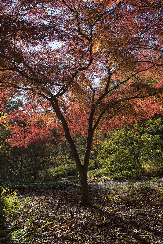 Arboretum in years past: Autumn