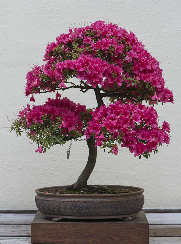 Arboretum in years past: National Bonsai & Penjing Museum