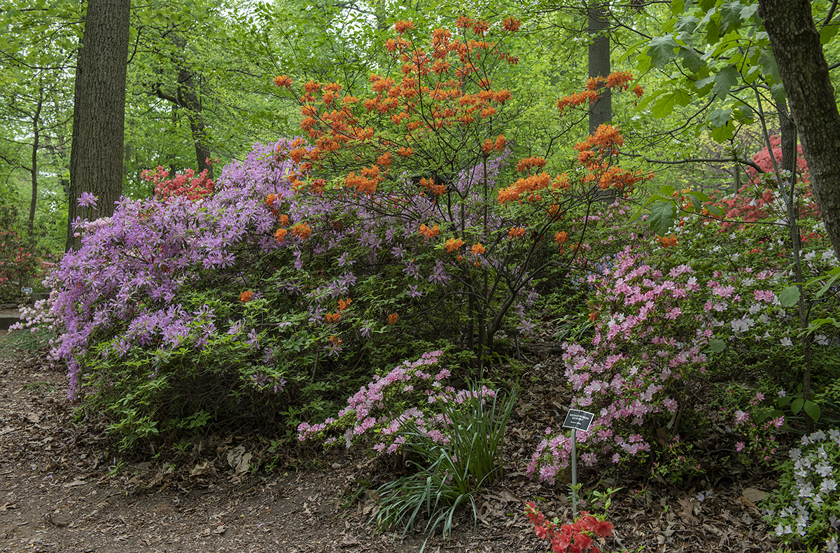 Arboretum in years past: Azalea postscript