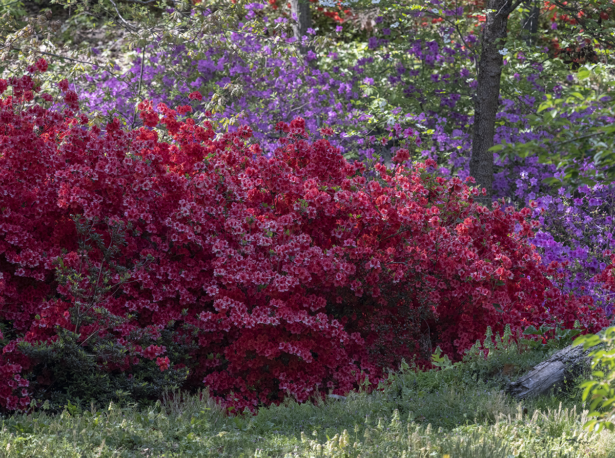 Arboretum in years past: Azalea postscript