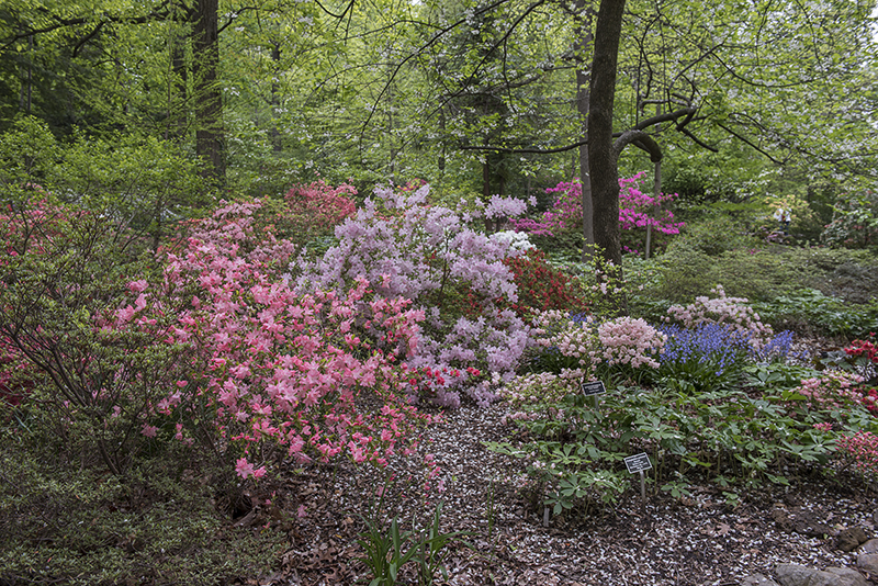 Arboretum in years past: Azalea postscript