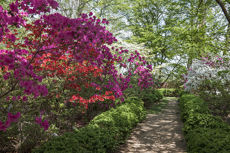Arboretum in years past: Azalea postscript