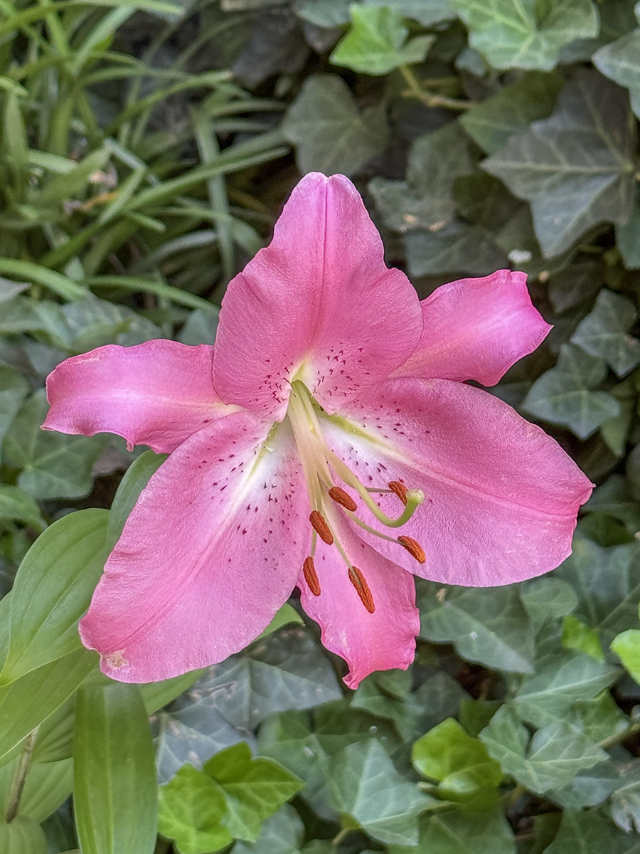 Its lily time again