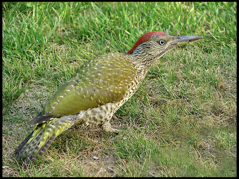 Green Woodpecker - Picus viridis.jpg