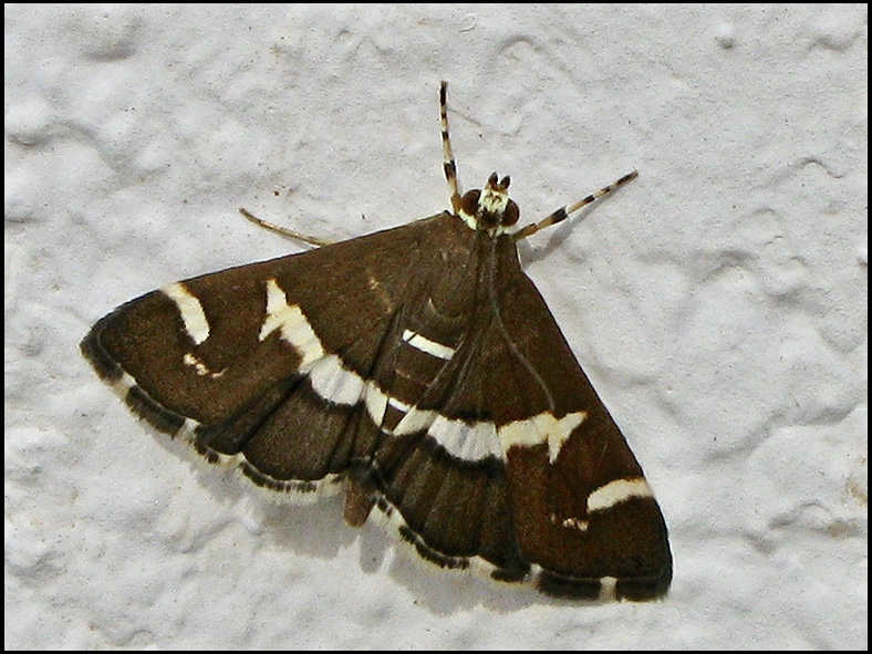 Hawaian Beet Webworm Moth  (Spoladea recurvalis).jpg