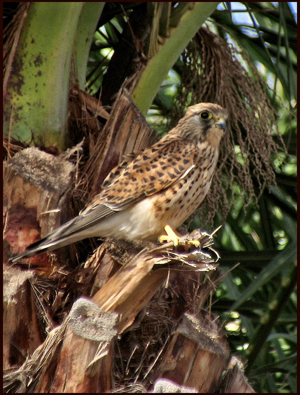 Kestrel - Tornfallk.jpg